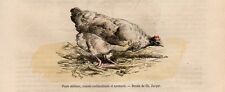 Stampa antica animali usato  Lecco