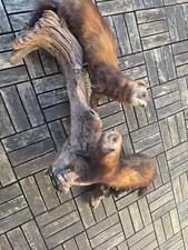 Ausgestopfter marder wurzel gebraucht kaufen  Bohmte