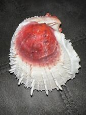 Spondylus varius 133mm for sale  Sherwood