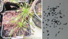 Semi drosera intermedia usato  Grumo Appula
