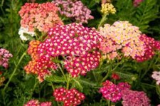 Semi achillea fiori usato  Italia