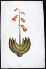 1768 philip miller usato  Urbino
