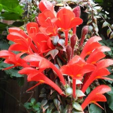 Amazing rare columnea for sale  San Francisco