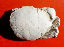 Crabe fossile pays d'occasion  Cuxac-d'Aude