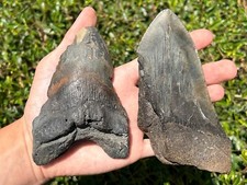 Huge megalodon shark for sale  Coppell