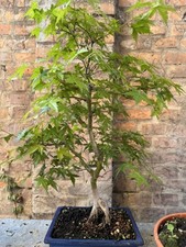 Acero palmato bonsai usato  Rimini