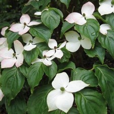 Cornus kousa china for sale  NEWRY