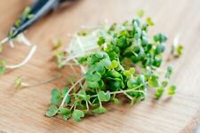 Rucola samen bio gebraucht kaufen  Frammersbach