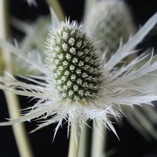 Eryngium magical white for sale  UK