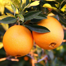 Robertson navel orange for sale  Watsonville