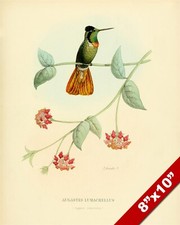 Humming bird perched for sale  South Jordan