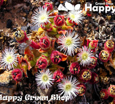 Crystalline ice plant for sale  DONCASTER