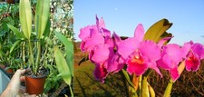 Cattleya lucky strike d'occasion  Fumel
