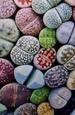 Lithops mix lebende gebraucht kaufen  Pfaffenhofen a.d.Ilm