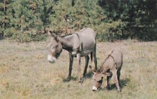 Mother baby mule for sale  Lockwood