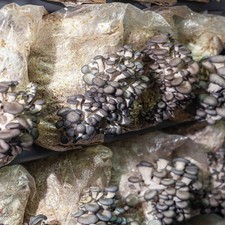 Grey oyster mushroom for sale  Mc Connell