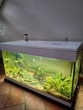Acquario askoll pure usato  Zone
