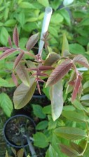 English grown grafted for sale  WISBECH