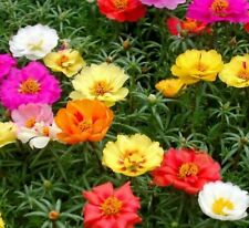 Moss rose seeds for sale  Berwyn