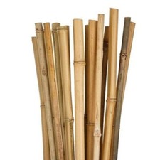Canne bamboo bambù usato  Montoro
