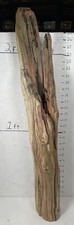 Cedar driftwood live for sale  Brookwood