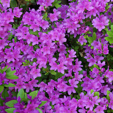 Colourful garden shrub for sale  UK