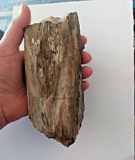 Bois pétrifié fossilisé d'occasion  Cusset