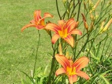 Organic orange daylily for sale  Casnovia