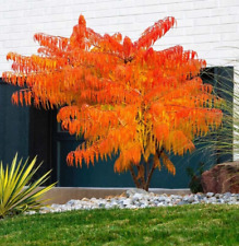 Rhus typhina stag for sale  NORTHWICH