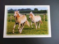 Pferdepostkarte haflinger ak gebraucht kaufen  Borna