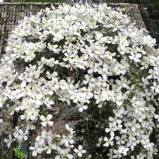 Clematis montana grandiflora for sale  LIVERPOOL