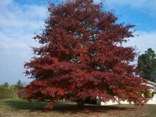 Quercus rubra quercia usato  Napoli