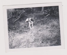 1969 chien silver d'occasion  Expédié en Belgium