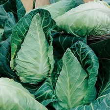 Cabbage plug plants for sale  STOWMARKET