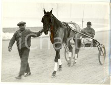 1935 milano cavallo usato  Milano