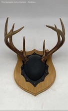 moose horns for sale moose horns for sale Indianapolis