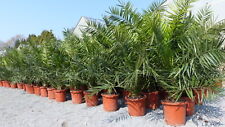 Stück palme xxl gebraucht kaufen  Goch