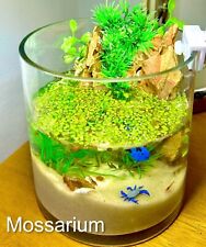 Planted shrimp ecosphere for sale  Washington