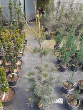 Pinus parviflora negishi gebraucht kaufen  Dillingen a.d.Donau