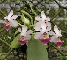 Phalaenopsis parishii dark for sale  Pullman