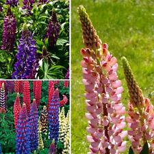 Lupinen farbenfrohe mischung gebraucht kaufen  Oschersleben (Bode)