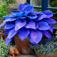 100 Sementes de Plantas Hosta Plantaginea Flores de Jardim Perenes, usado comprar usado  Enviando para Brazil