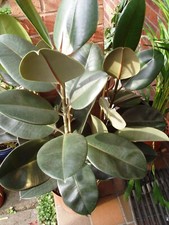 Large specimen houseplant for sale  PRESTON