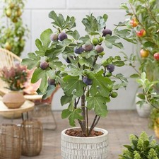 Fig osborns prolific for sale  SOUTHAMPTON