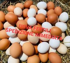 Uova fertili feconde usato  Treviso