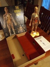 Renwall visible man for sale  Puyallup