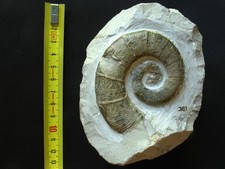 Ammonite hauterivien criocerat d'occasion  La Chapelle-Saint-Luc