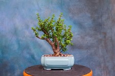 Dwarf jade bonsai for sale  North Fort Myers