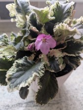 African violet variegated for sale  BRACKLEY