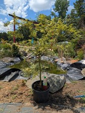 Japanese maple manyo for sale  Woodleaf